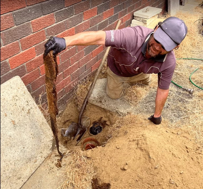 Plumbed Right plumber lifting a long tangle of tree roots out of an excavated clay drain beside a Perth brick house