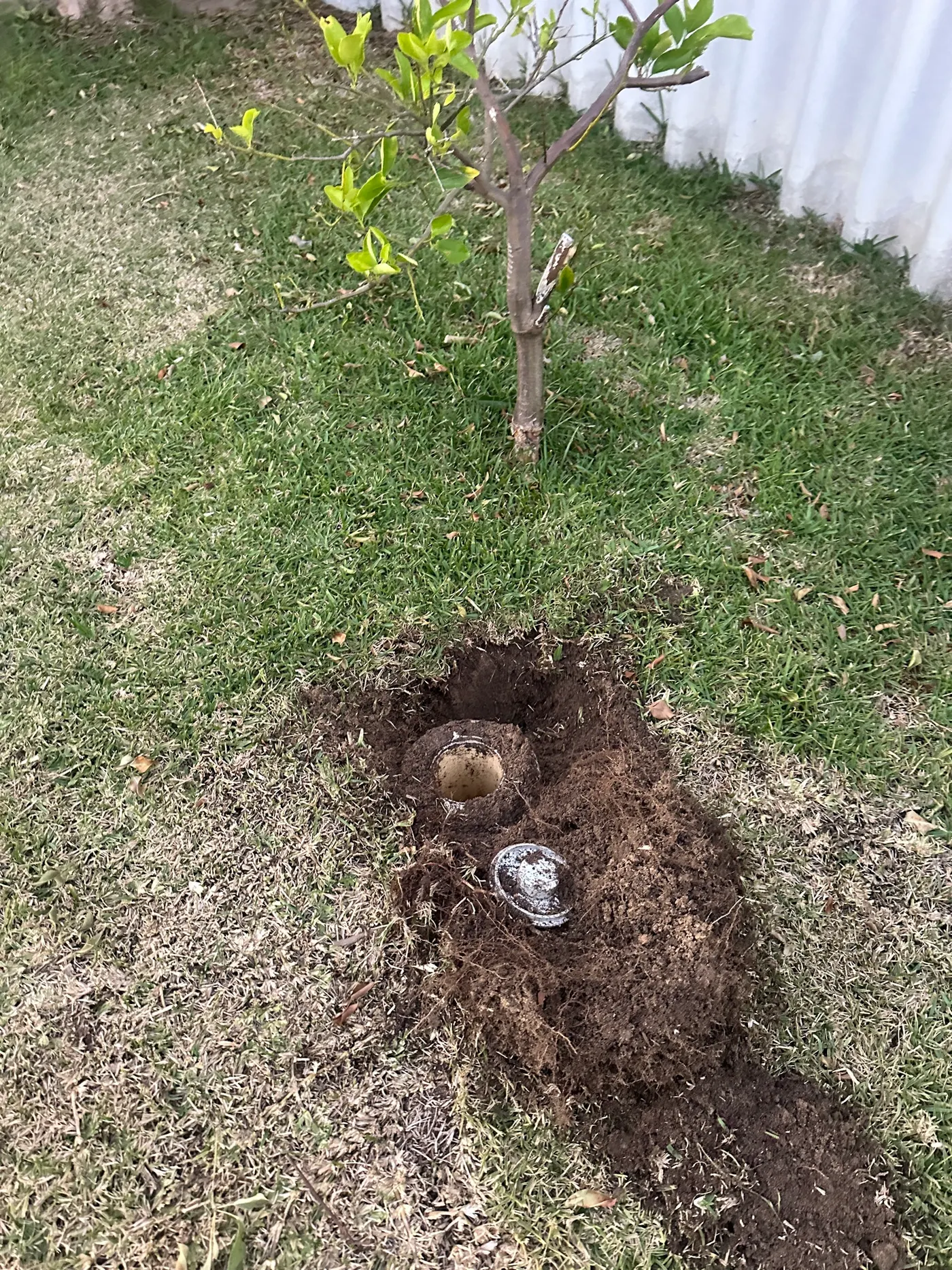 Inspection shaft riser dug out of a Beldon lawn beside a young tree