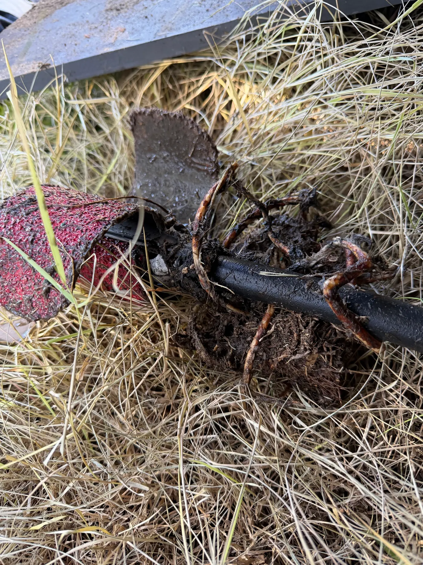 Root mass pulled from a Kallaroo sewer line on the end of the jetter hose